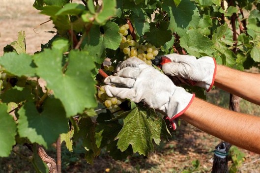 Ca_del_Bosco__vigneto_07_alta